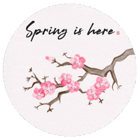 May Cherry Blossom Sticker by Babybluecat