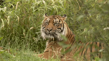 Zookeepers Play Matchmaker With Endangered Tigers