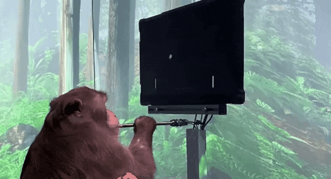 tibipuiu giphyupload GIF