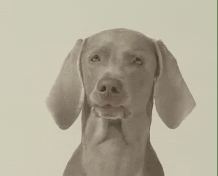 William Wegman Dog GIF by Jason Clarke