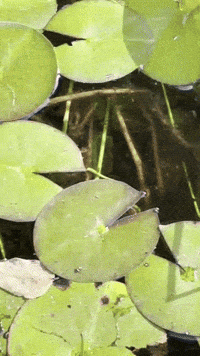 Garden Portland GIF by EDGARDUDE