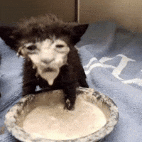 Cat Milk GIF