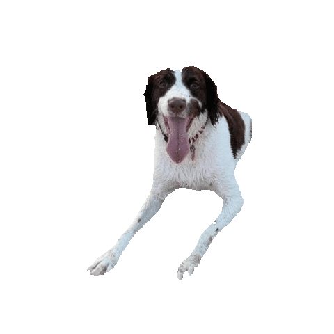 FlairComm dog dogs flair bubby Sticker