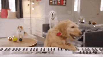 piano GIF by The Voice