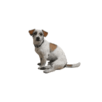 DJW_Werbeagentur dog werbeagentur jackrussell heinrich Sticker