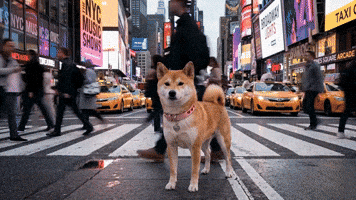 DogeGF in Manhattan