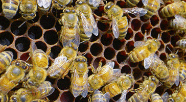 Bees Honeybee GIF by University of Florida