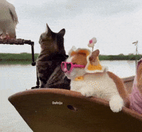 Suprised Sunglasses Off GIF