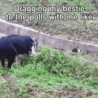 Video gif. Border Collie, leash in mouth, leads a Border Collie puppy through unkempt terrain, even dragging them across a gully. Text, "Dragging my bestie to the polls with me like."