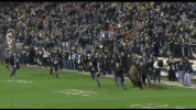 Celebrate Colorado Buffaloes GIF by CUBoulder