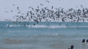 GIF by Demic