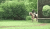 horse fail GIF