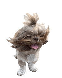 Cool Dog Hipster Sticker