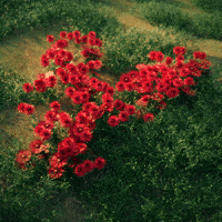 Typography Flowers GIF by alessiodevecchi