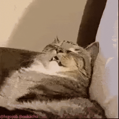 Wake Up Cute Cat GIF