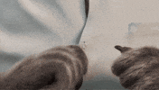 Shirt Getting Ready GIF by Compare the Market