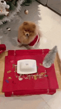 Christmas Cute Dog GIF
