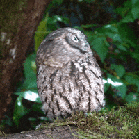 No Way What GIF by Oregon Zoo