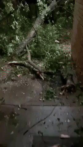 Trees and Power Lines Downed After Possible Tornado in Tallahassee