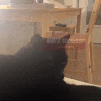 Black Cat Lol GIF by D.C. Pickleball Team