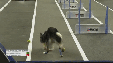 Confused Border Collie GIF by American Kennel Club