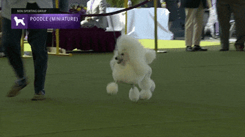 Miniature Poodle Dogs GIF by Westminster Kennel Club