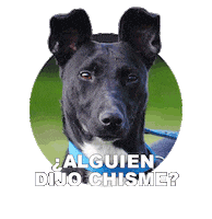 Adoptanocompres Camperito Sticker by El Campito Refugio