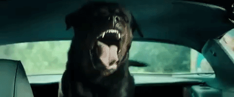GIF by Don’t Breathe