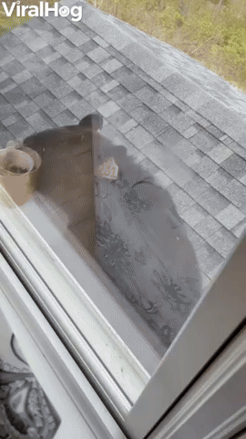 Bear Applies as Window Washer