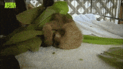 sloth GIF