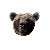 Gymkuma bearhead gymkuma beabear kumahead Sticker