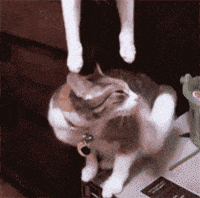 Cat Love GIF