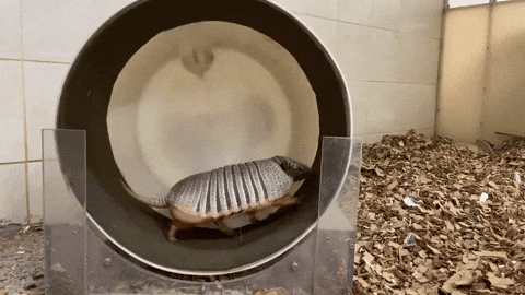 cuteanimalland giphyupload GIF