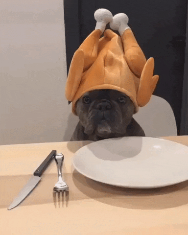 Video gif. A cute french bulldog sits at a table setting waiting patiently wearing a Thanksgiving turkey hat on its head. 