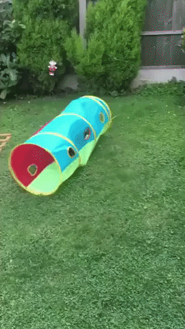 Energetic English Pup Enjoys Agility Tunnel in Her Own Way