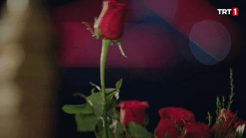 I Love You Rose GIF by TRT
