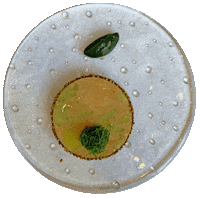 sweet potato buckwheat Sticker by Major Food Group