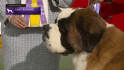 Happy Westminster Dog Show GIF by Westminster Kennel Club