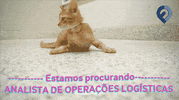 GIF by Fretefy