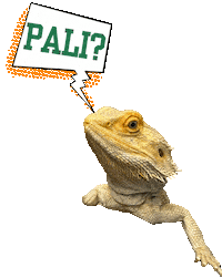 Summer Camp Education Sticker by Pali Institute