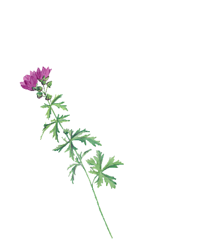 Flower Oerrr Sticker by Natuurmonumenten