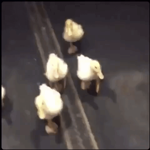 duck GIF by The Videobook