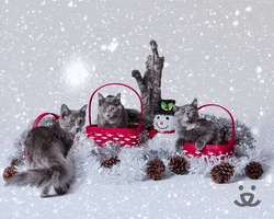 Cat Save Them All GIF by Best Friends Animal Society