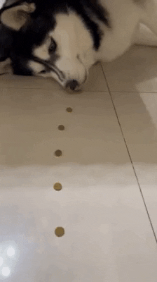 cuteanimalland giphyupload GIF