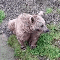 Bear What GIF by Natur- und Tierpark Goldau