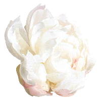 Flower Sticker by elan_cafe