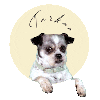 gooisemannen dog hond tarkan gooisemannen Sticker