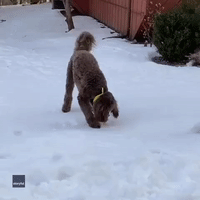 Labradoodle Doesn't Let Freezing Conditions Get in the Way of Tennis Ball Workout
