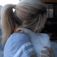 need chickens GIF