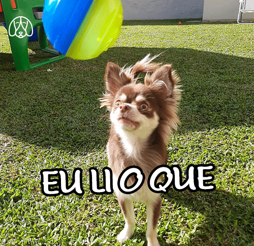 Budapets giphyupload cat dog gato GIF